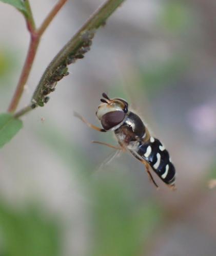 Scaeva pyrastri